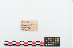 Foto von Beinstab (NHMW-PRAE-024486)